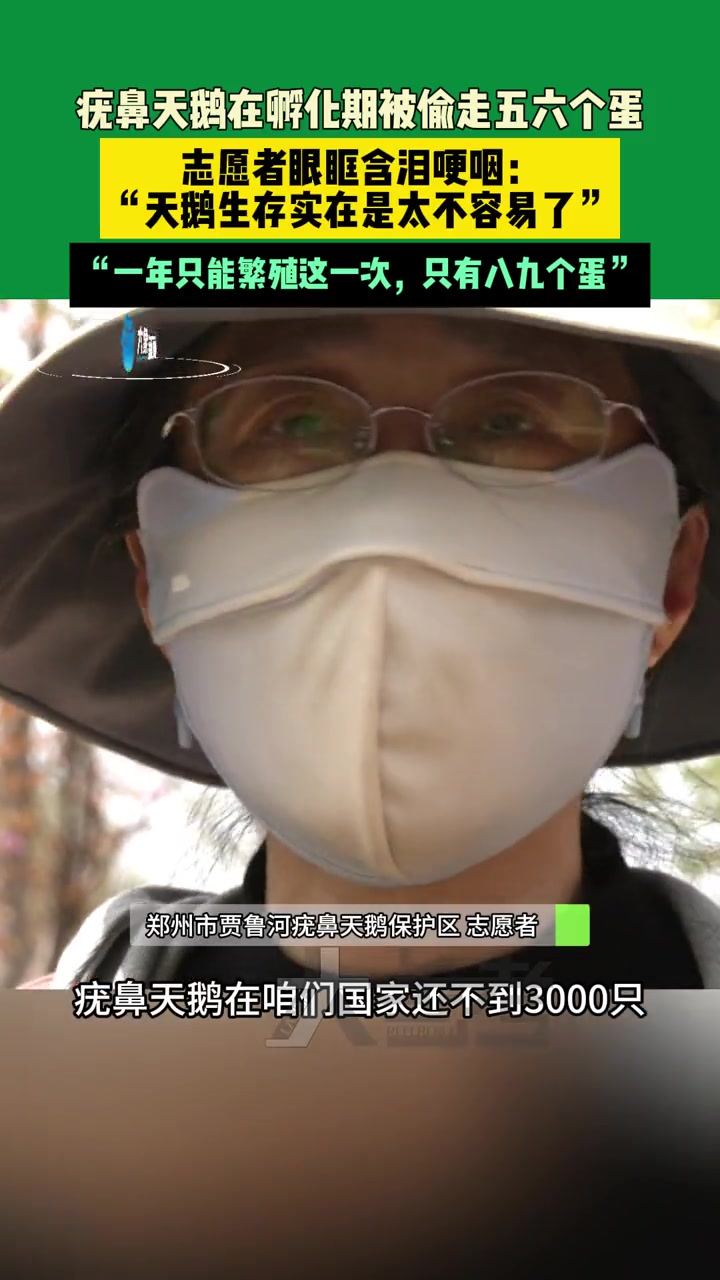 4月7日,河南郑州,疣鼻天鹅在孵化时被偷走五六个蛋,志愿者眼眶含泪哽咽:“天鹅生存实在是太
