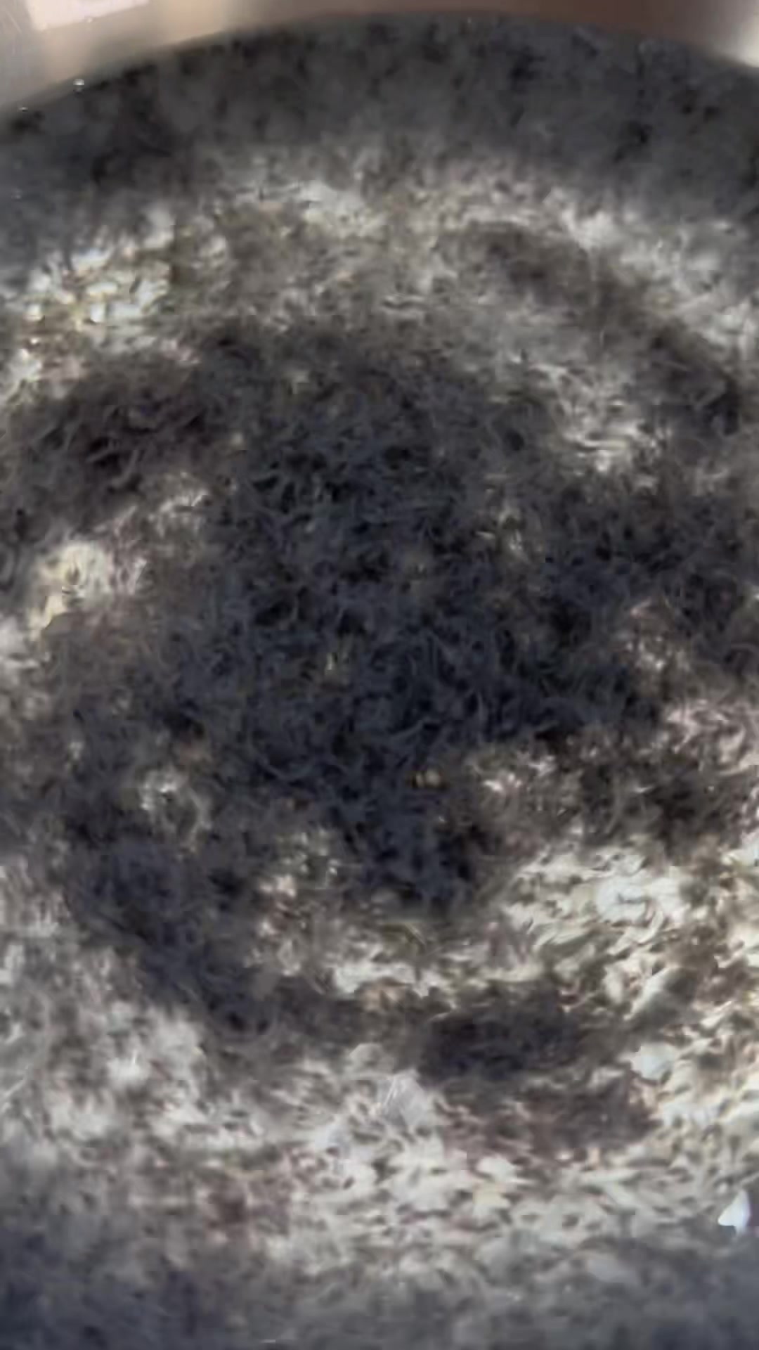 黄骨鱼水花,鱼苗养殖基地