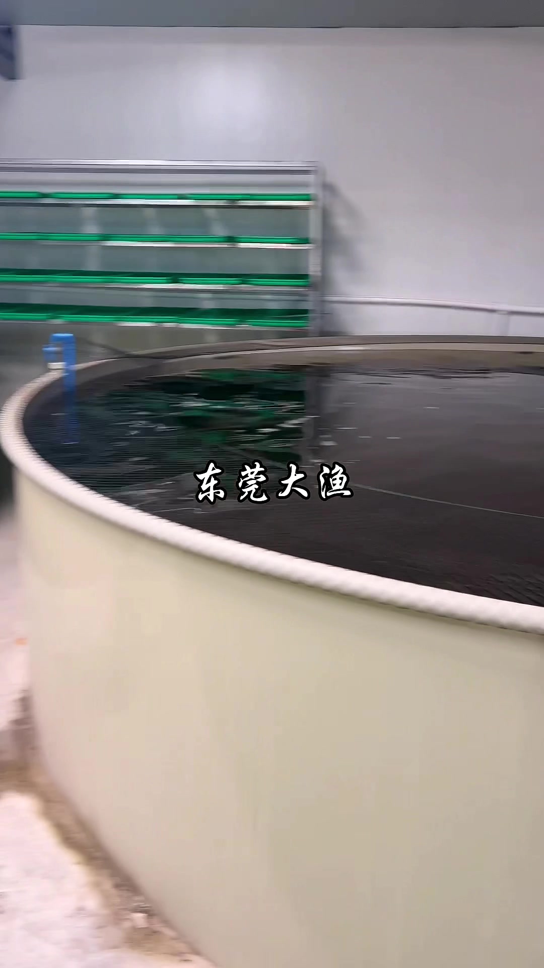 新疆三倍体虹鳟鱼养殖基地实拍