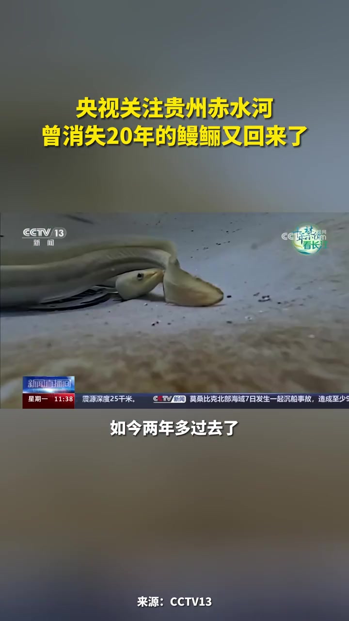 央视关注贵州赤水河 曾消失20年的鳗鲡又回来了(来源:CCTV13)长江生态保护 长江禁鱼