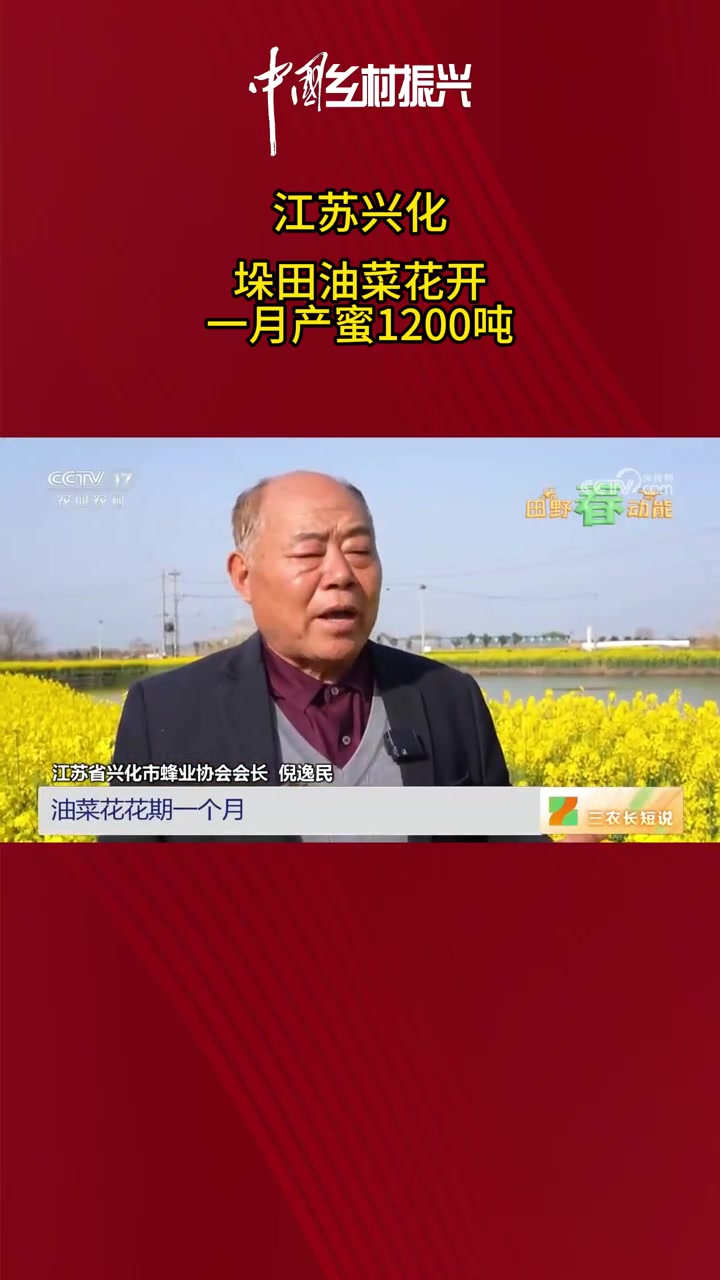 江苏兴化油菜花开 江苏兴化千垛油菜花 中国乡村振兴