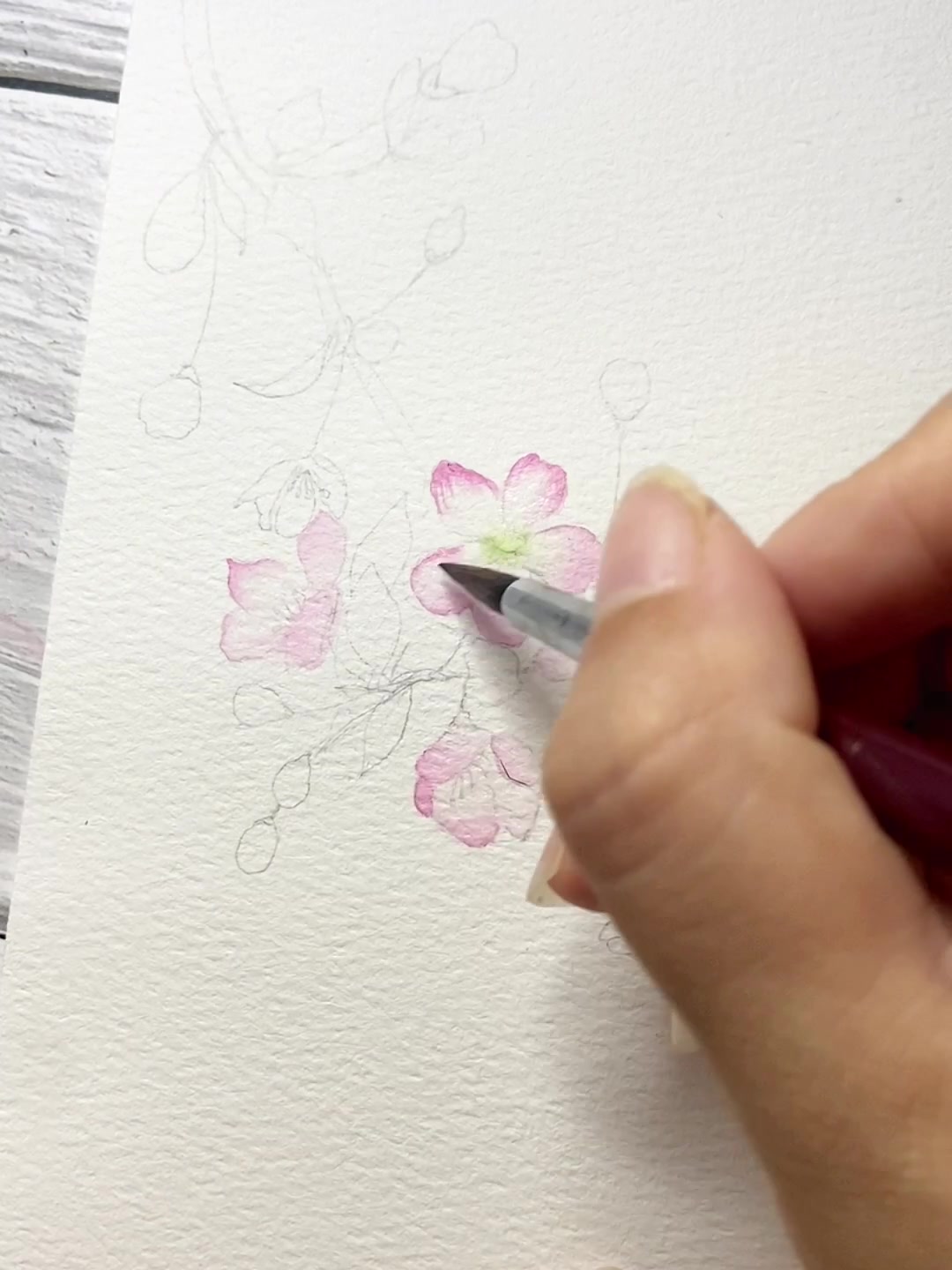 单色花瓣画法|水彩海棠花,适合新手临摹