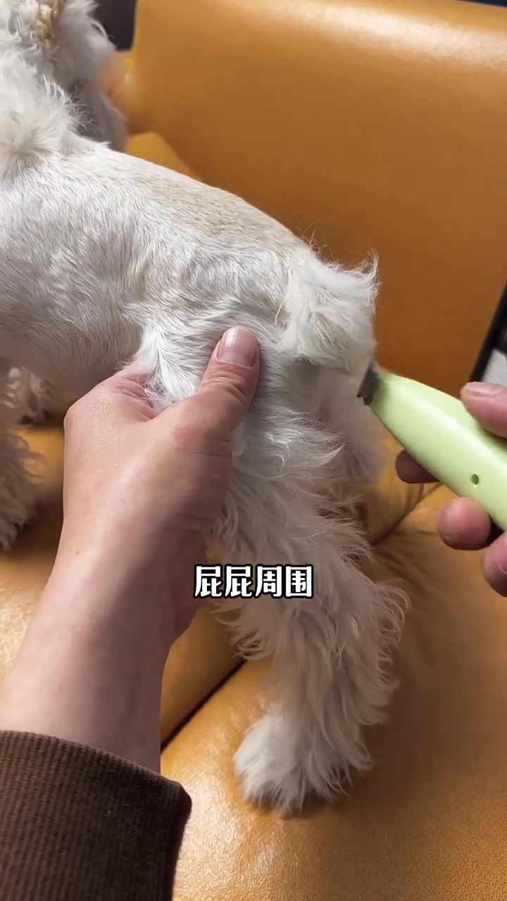 狗狗的脚毛一定要及时清理,自己在家就可以解决,这个自带LED灯的小电推 连脚趾缝的深处都能