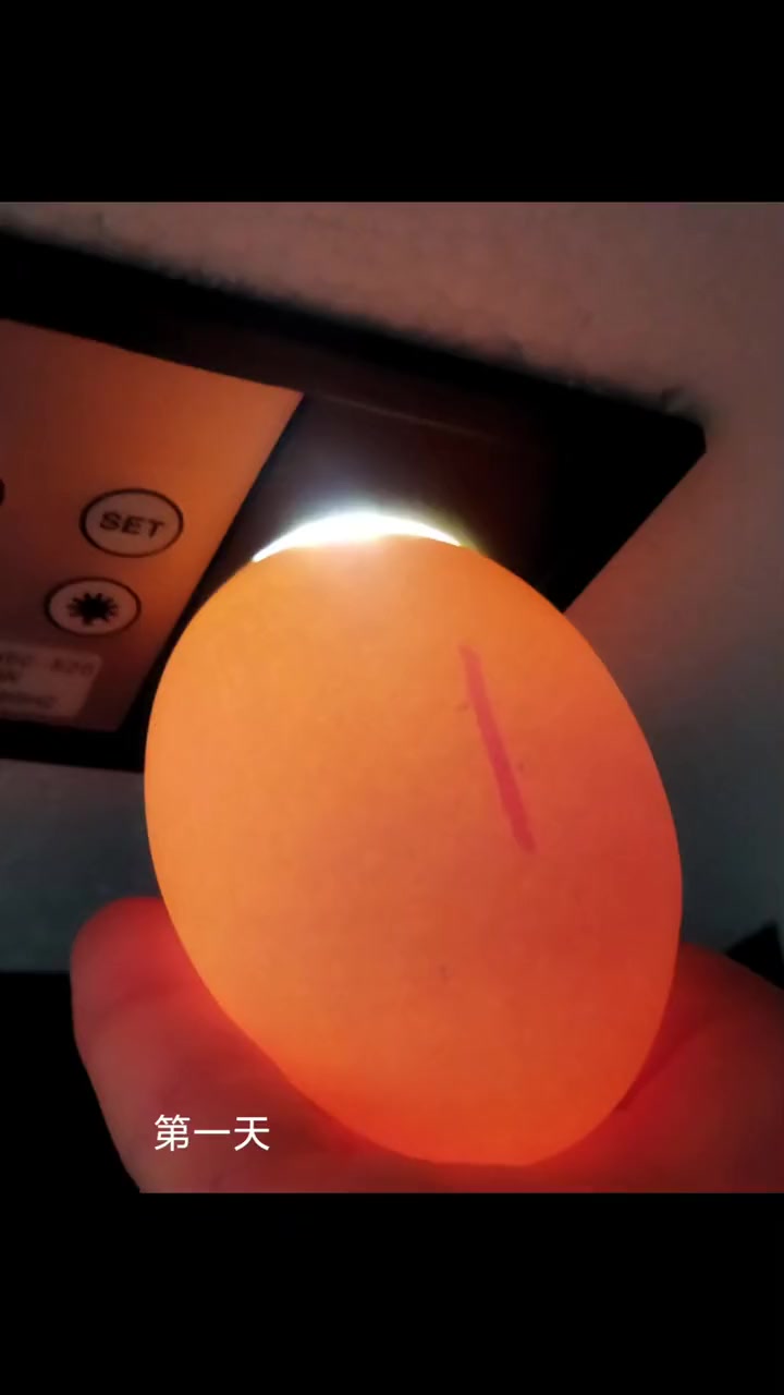 鸡蛋的21天变化~小鸡破壳20230312