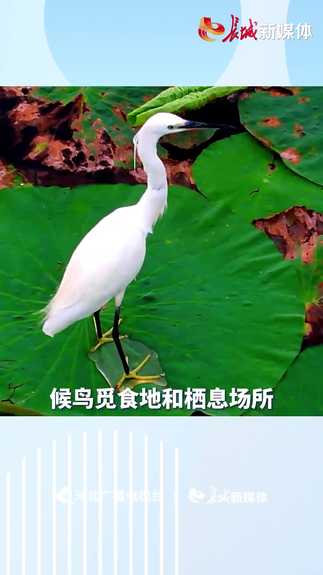 百姓看联播丨保护鸟儿,这些你要知道!