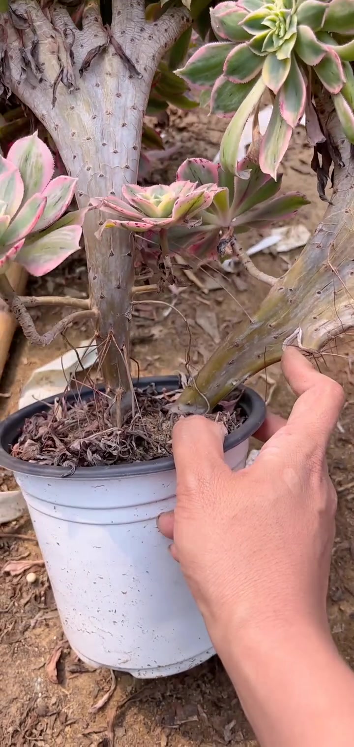 12口径粉蓝鸟老桩单头宝宝们抓紧时间抢购吧!