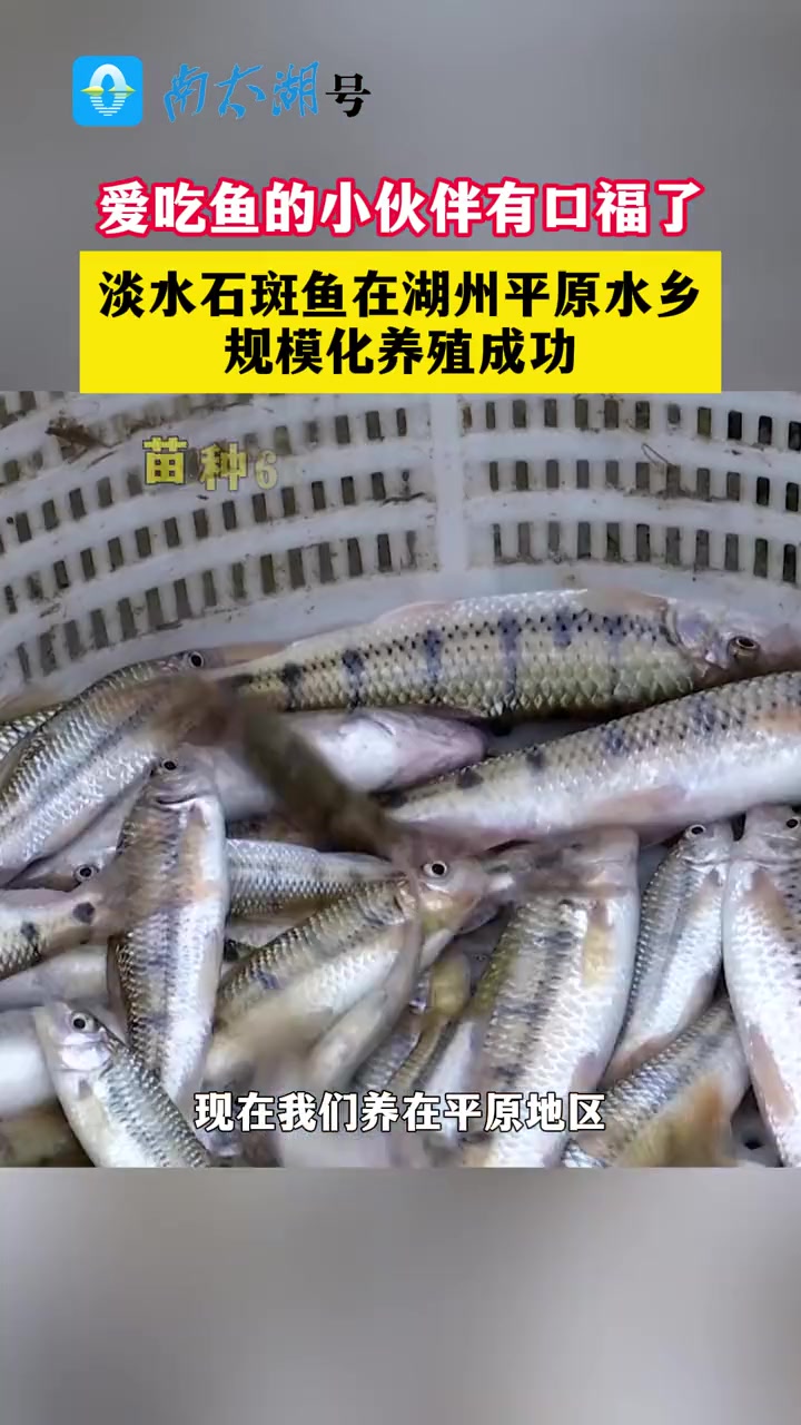 淡水石斑鱼在湖州平原水乡规模化养殖喜获成功(记者:陈亚萍 钮小峰 编辑制作:邱劼)石斑鱼