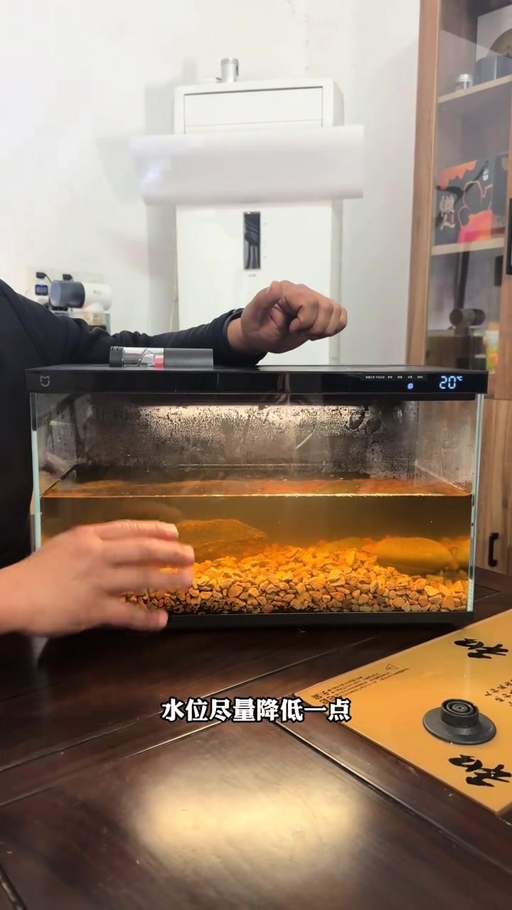 小米鱼缸可以养追手小草龟吗?乌龟 爬宠 草龟 龟缸 小米鱼缸