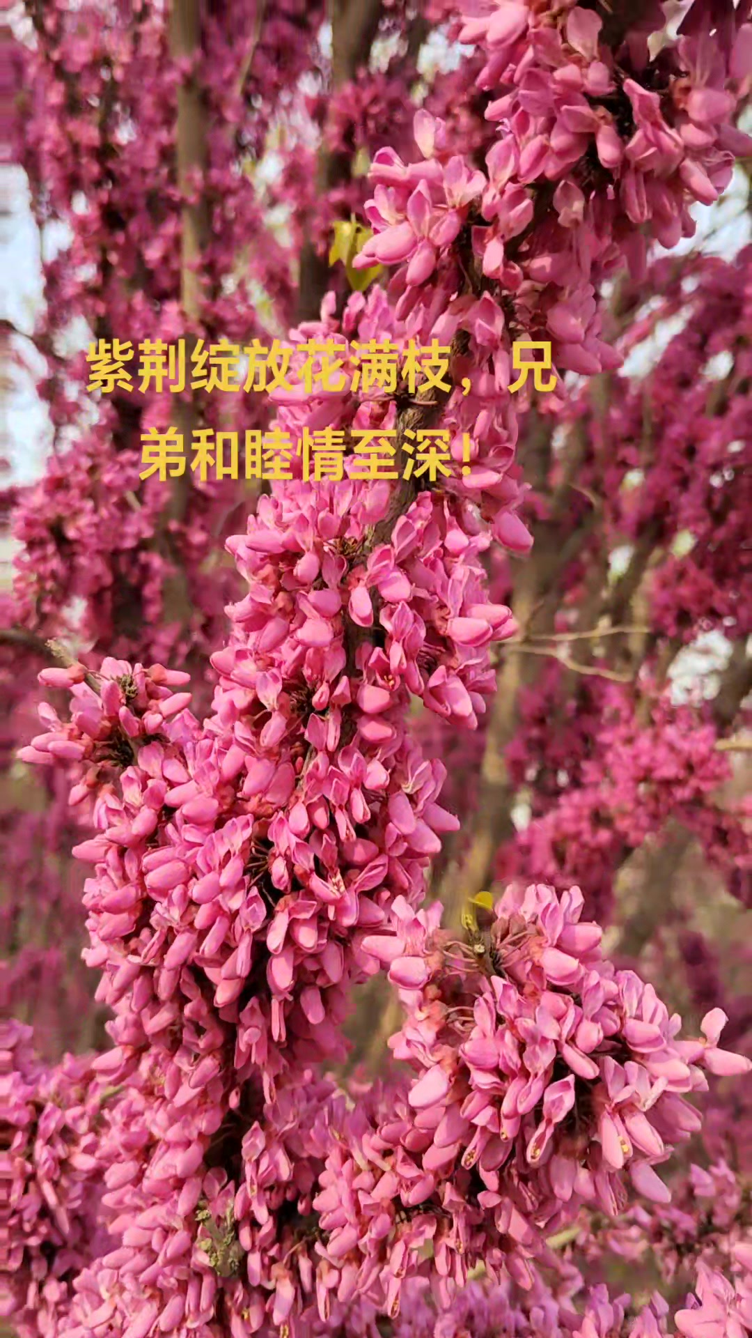 紫荆花盛开象征着家庭和睦,兄弟情深、事业兴旺。