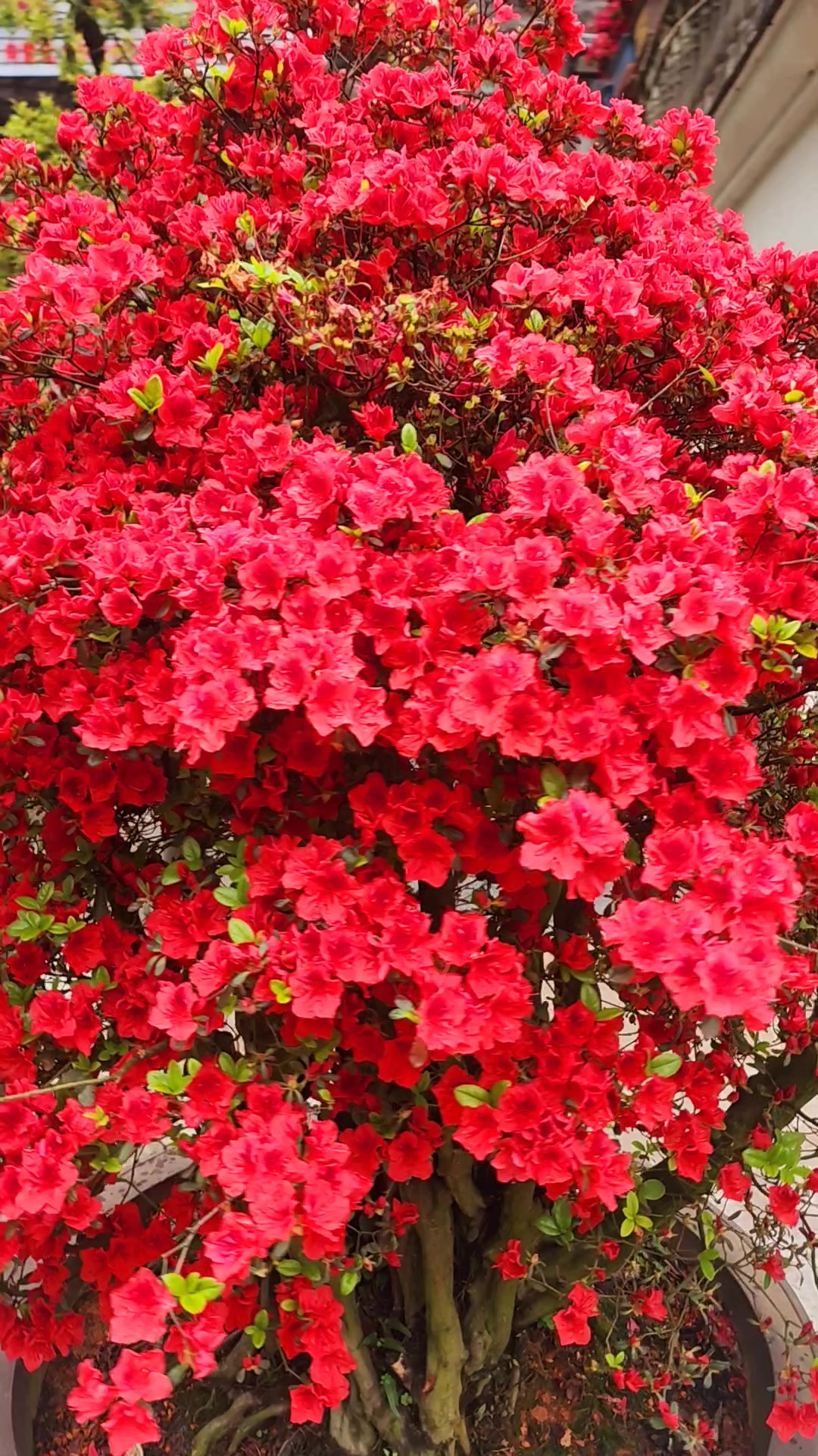 鸡血红映山红漂亮吗