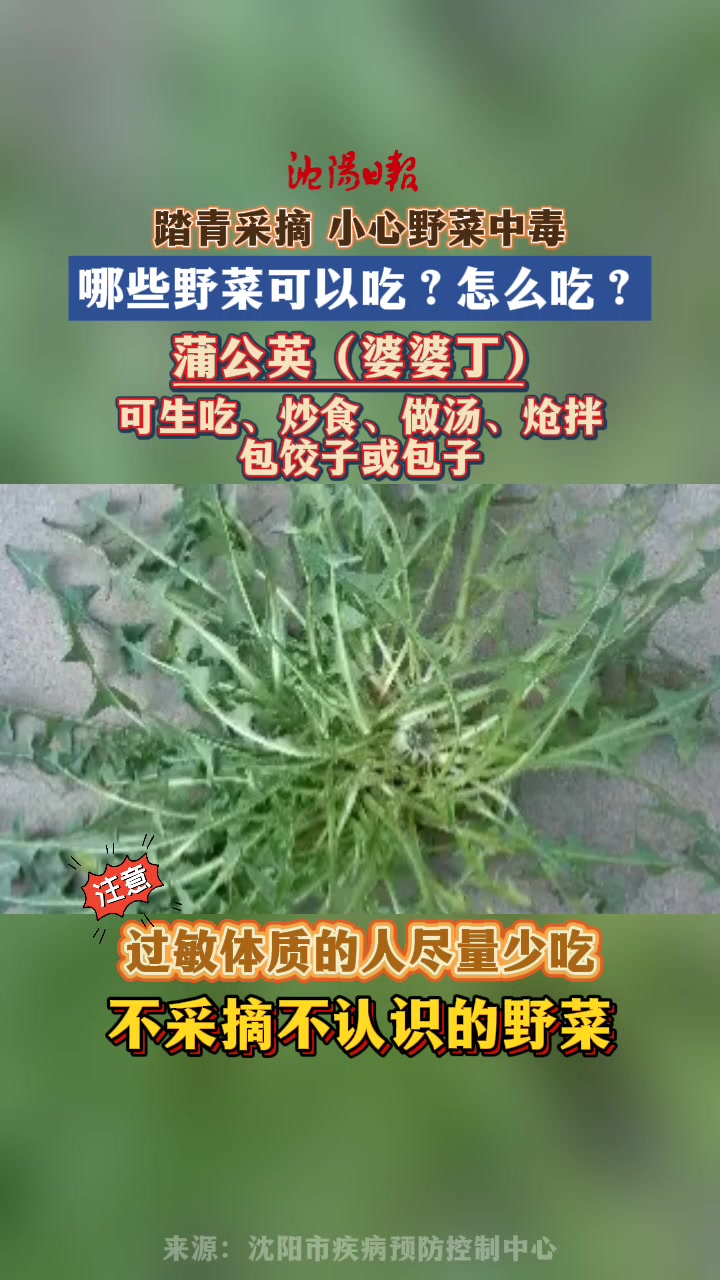 春天哪些野菜能吃