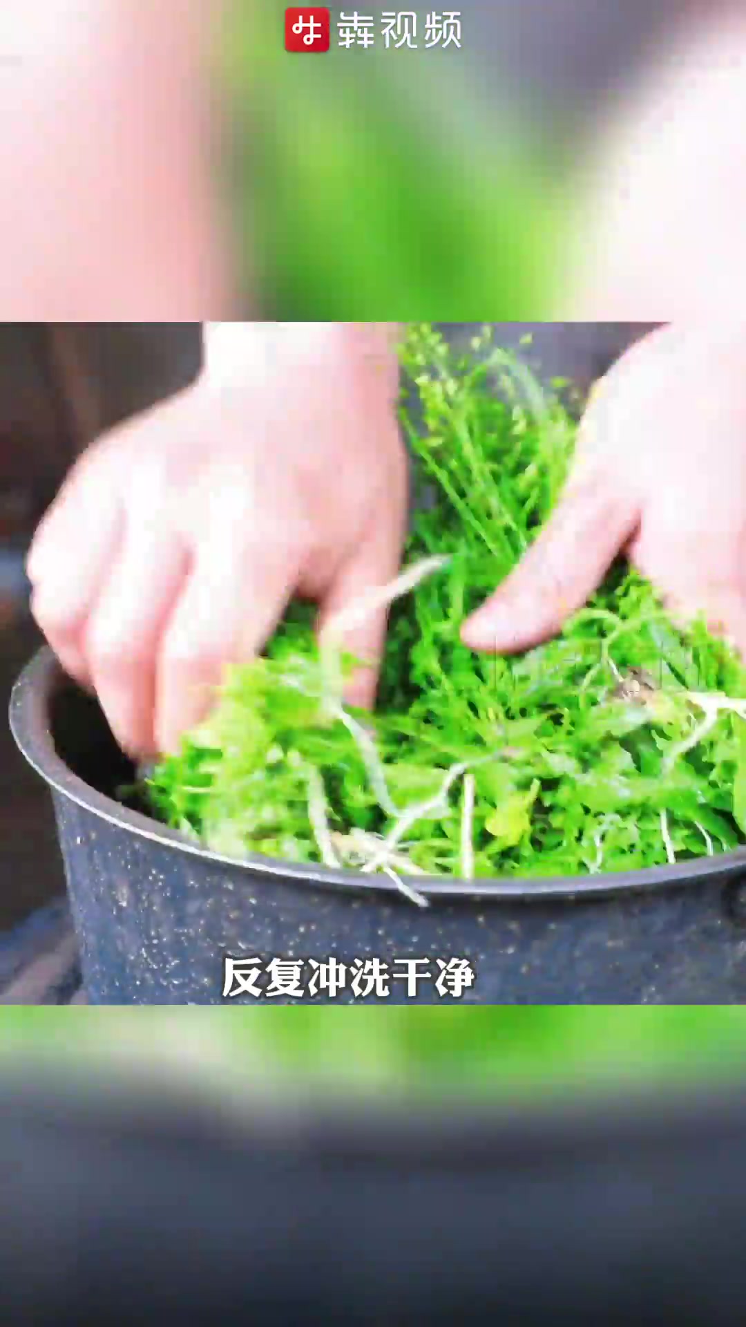 农历 三月三荠菜煮鸡蛋  感受传统民间习俗与美食