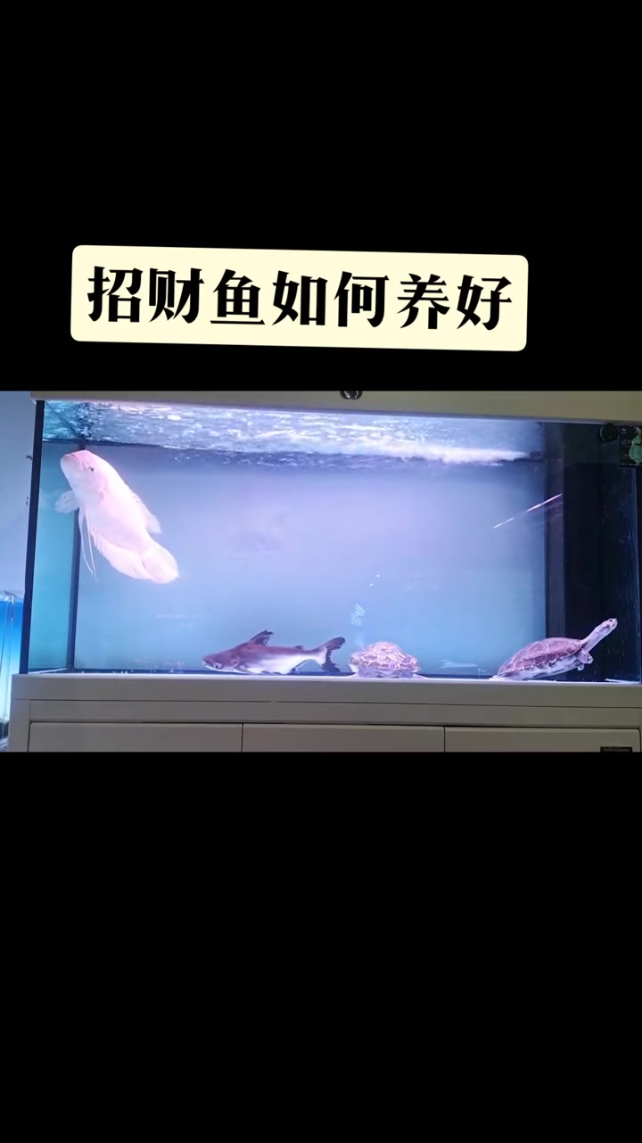 招财鱼怎样养好?注意几点新手都能养好 鱼闻天下