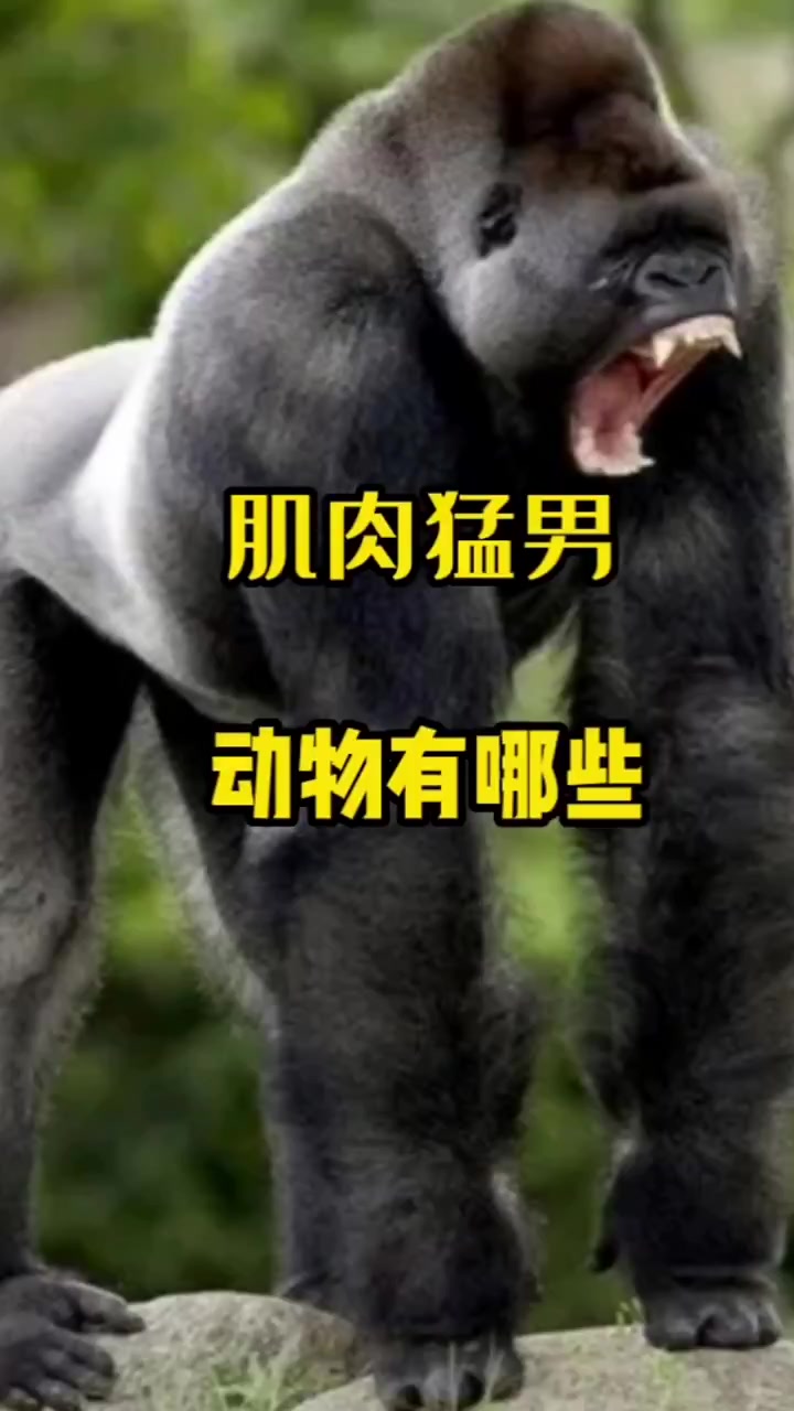 749_动物界的肌肉猛男可以上榜的有哪些?