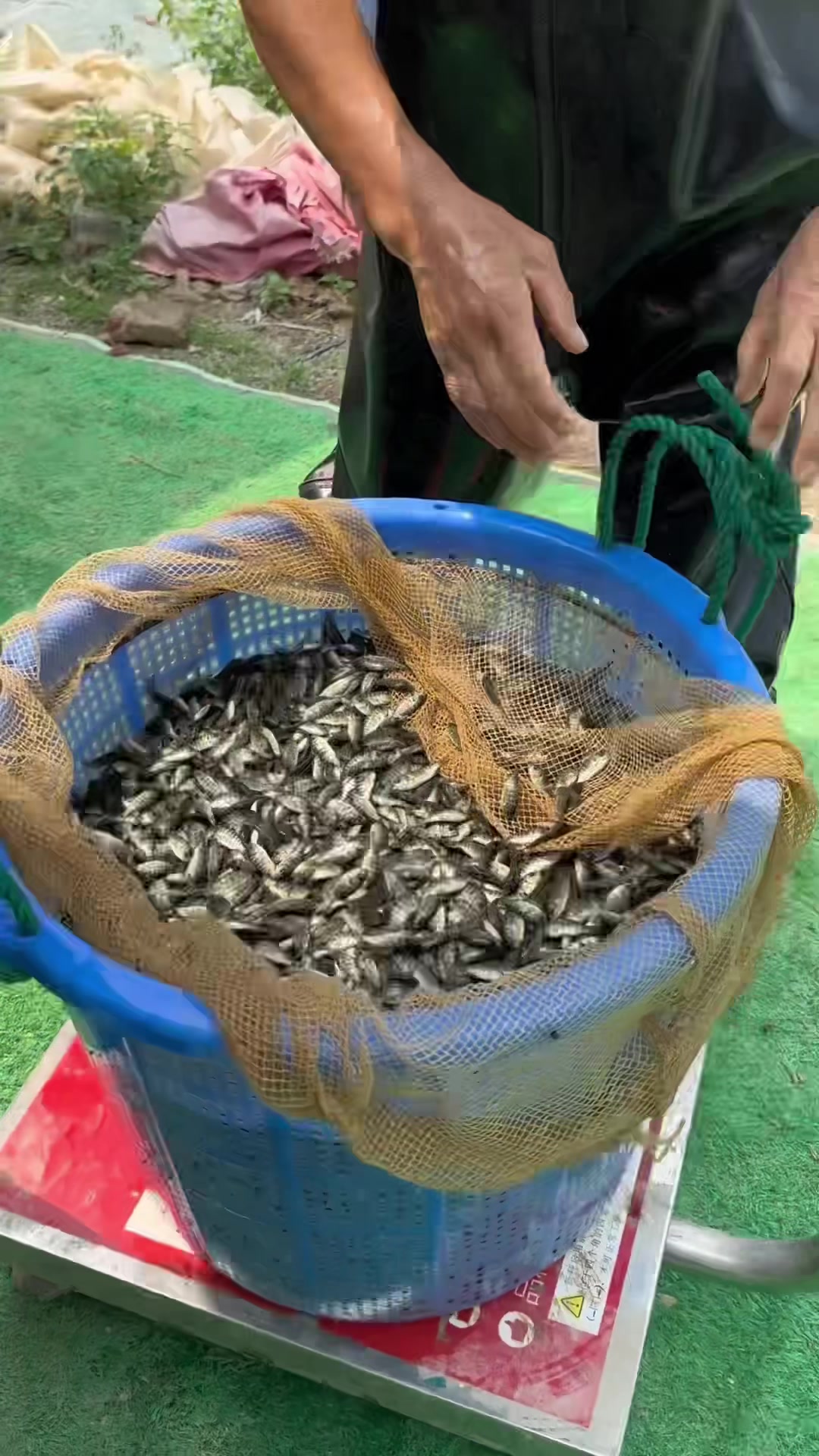 罗非鱼苗4-5公分长