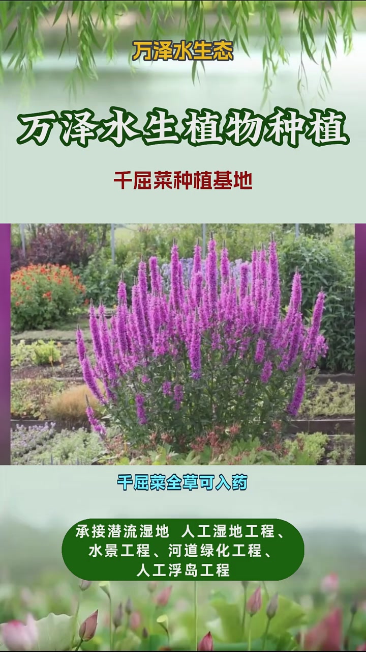 千屈菜一平米种多少株