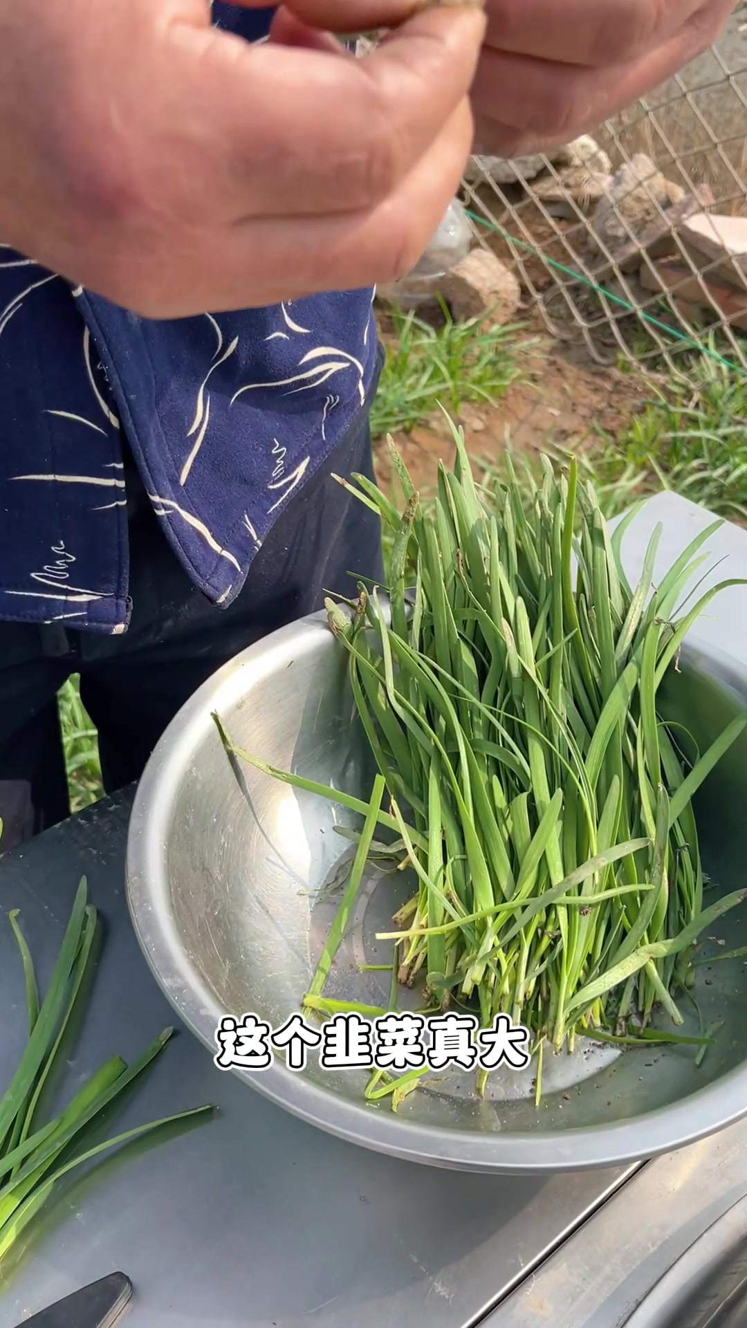 老海今天教大家做一道凉拌先生鱼,做法简单,材料都是最常见的