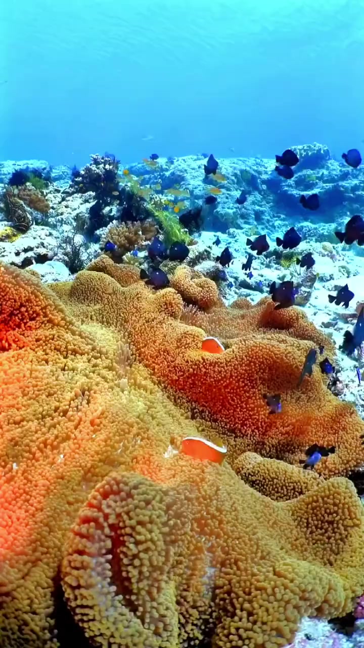 清澈见底的海底鱼群在珊瑚间穿梭好不自在!海底真实视频 奇妙的海洋生物 蓝色治愈系 一起享受