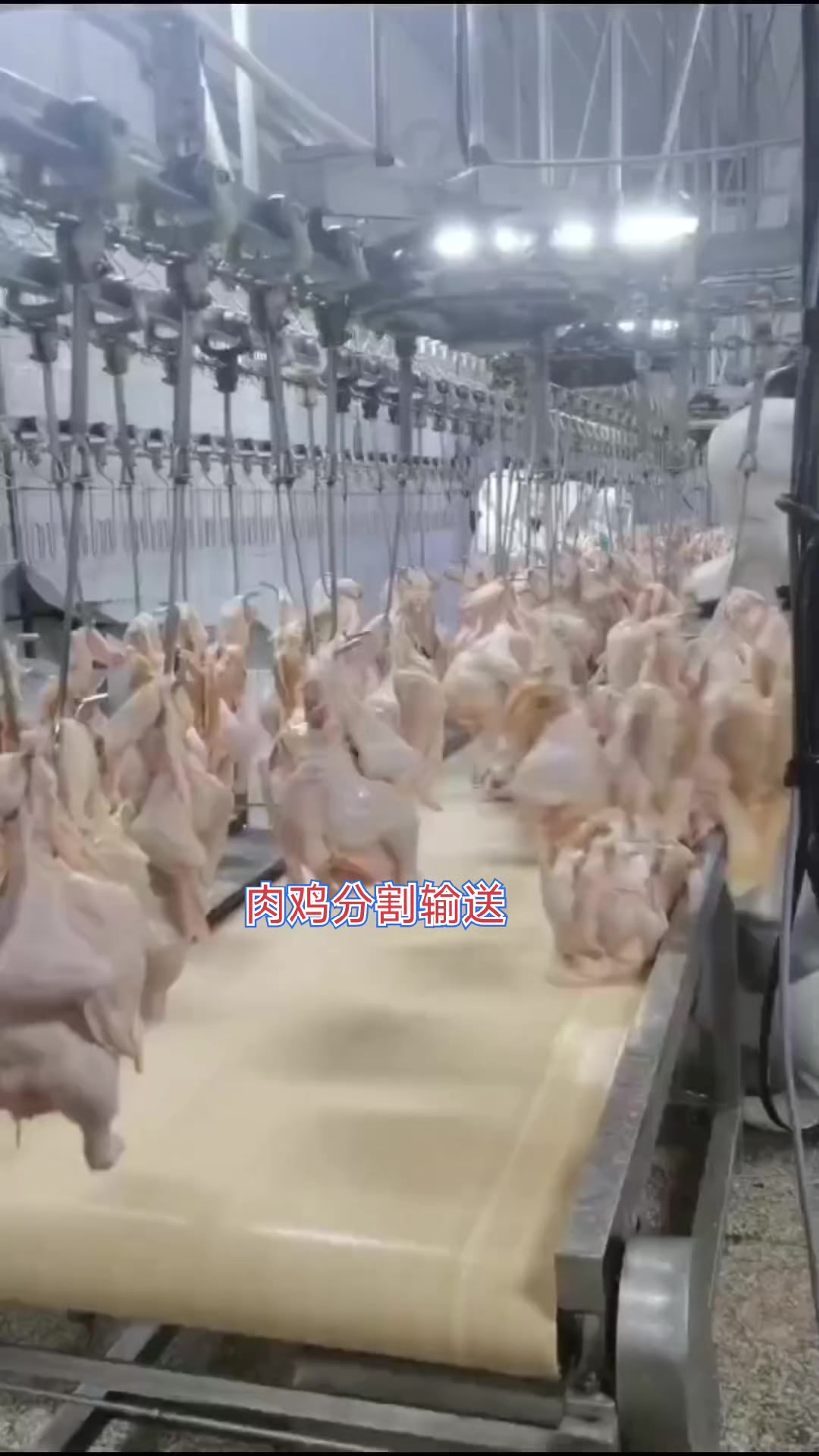 肉鸡分割输送环节