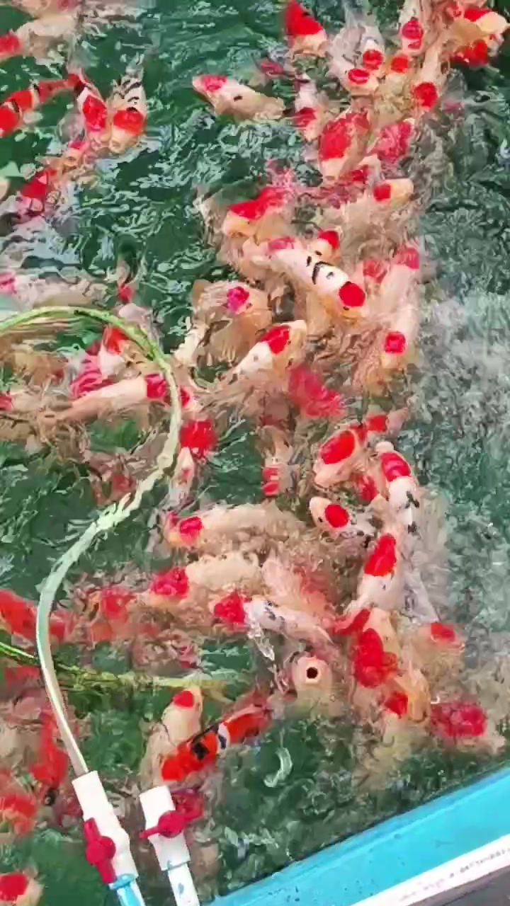 一群小可爱,快快长大,阪井大正三色锦鲤