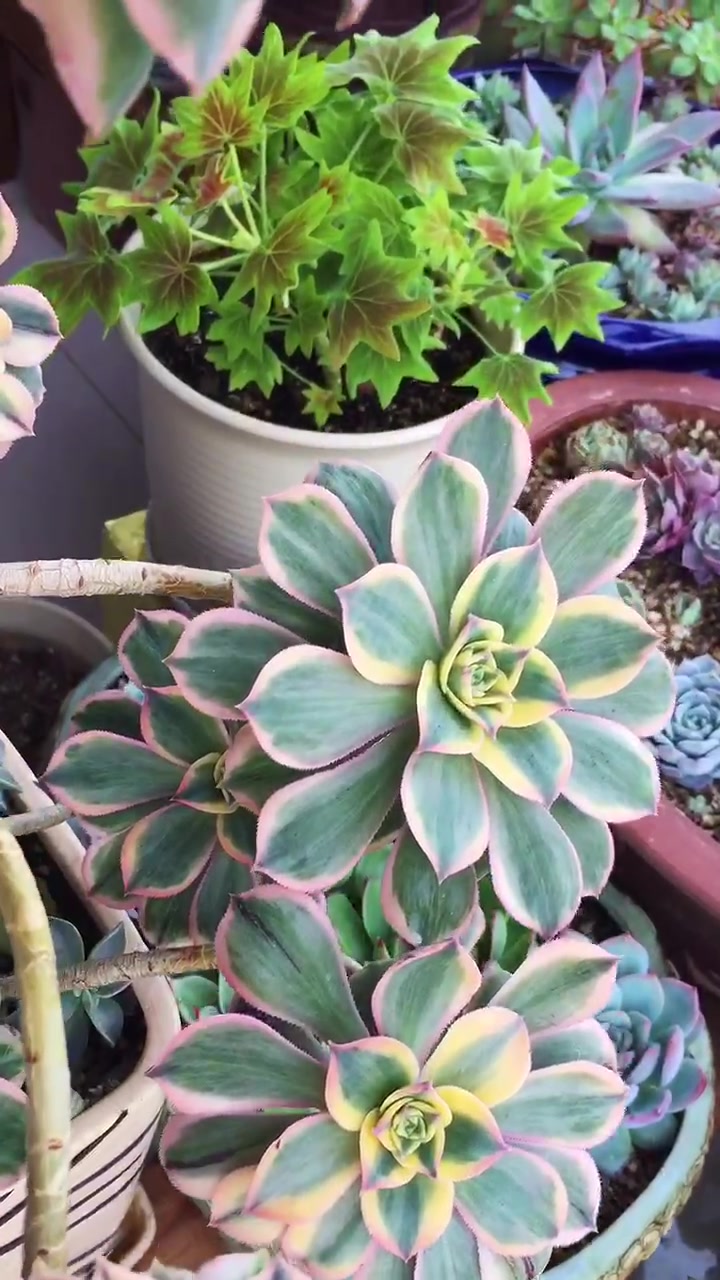 多肉植物法师——灿烂,有喜欢的吗?