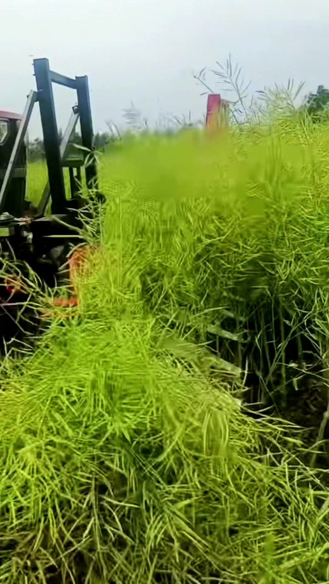 四轮配油菜割台收割视频