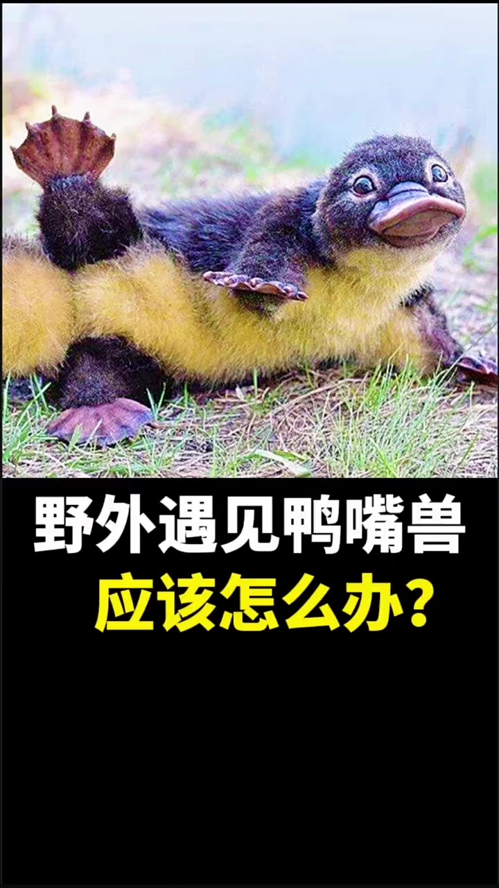 野外遇见鸭嘴兽,应该怎么办?