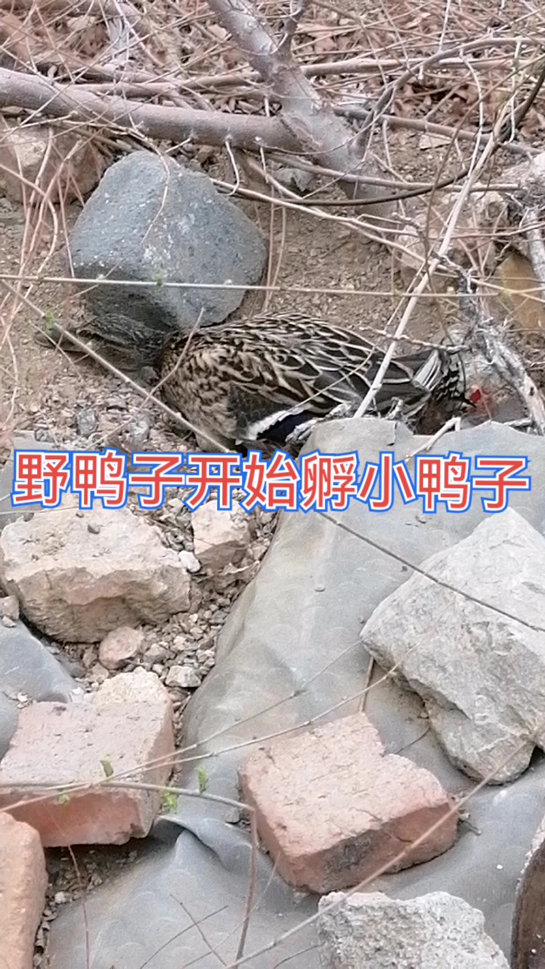 北方春天来了,野鸭子开始孵蛋了