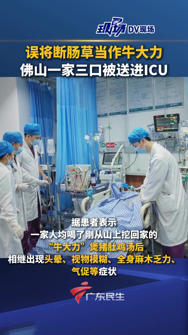千万别拿来煲汤!误将断肠草当作牛大力 佛山一家三口被送进ICU