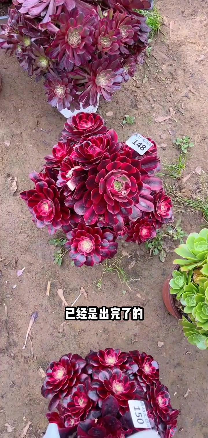 家人们冲啊!买它买它!多肉植物莲花掌系列舞天姬大老桩
