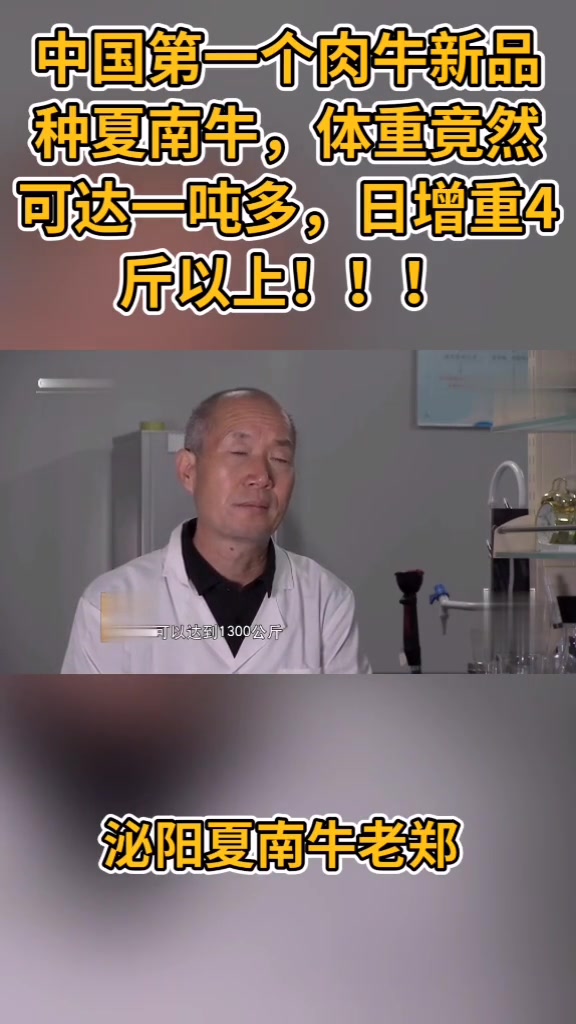 中国第一个肉用牛新品种,体重可达一吨多,日增重4公斤以上
