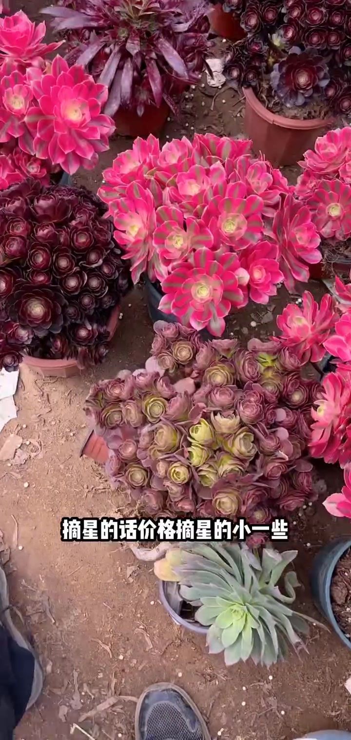 家人们冲啊!买它买它!秀妍多肉,6方多头,拍满58包邮