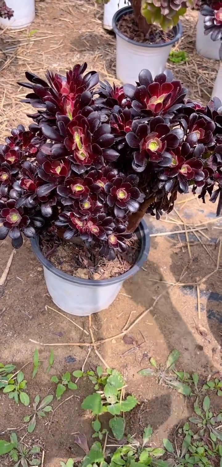 家人们冲啊!买它买它!多肉fa师,多头,凑单用,单独拍下不发货