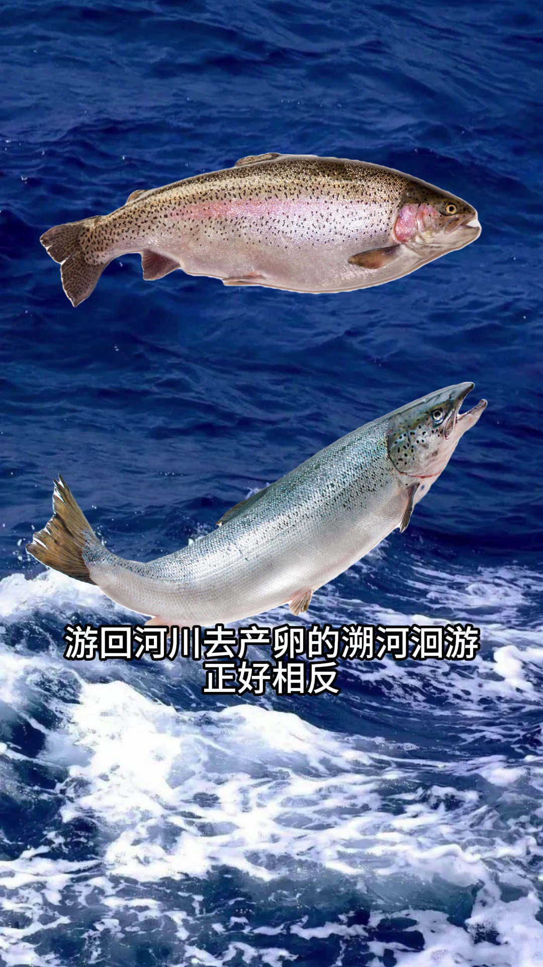 鳗鱼苗为什么要靠捞?不能人工繁育吗