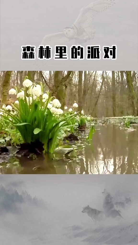 森林里青蛙的派对,小蝌蚪孵化过程真神奇 动物世界 百度