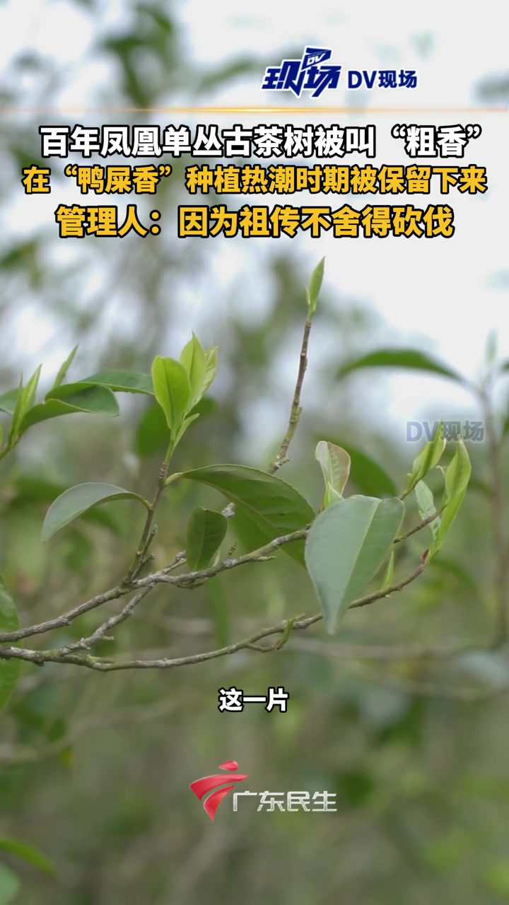 第23集|百年凤凰单丛古茶树被叫“粗香”,在“鸭屎香”种植热潮时期被保留下来。管理人:因为