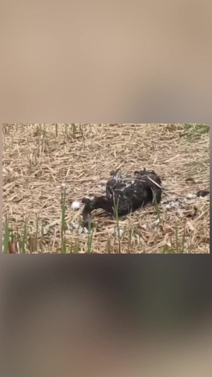 圆明园回应黑天鹅“福来”夫妇死亡:初步判断系野生动物所为