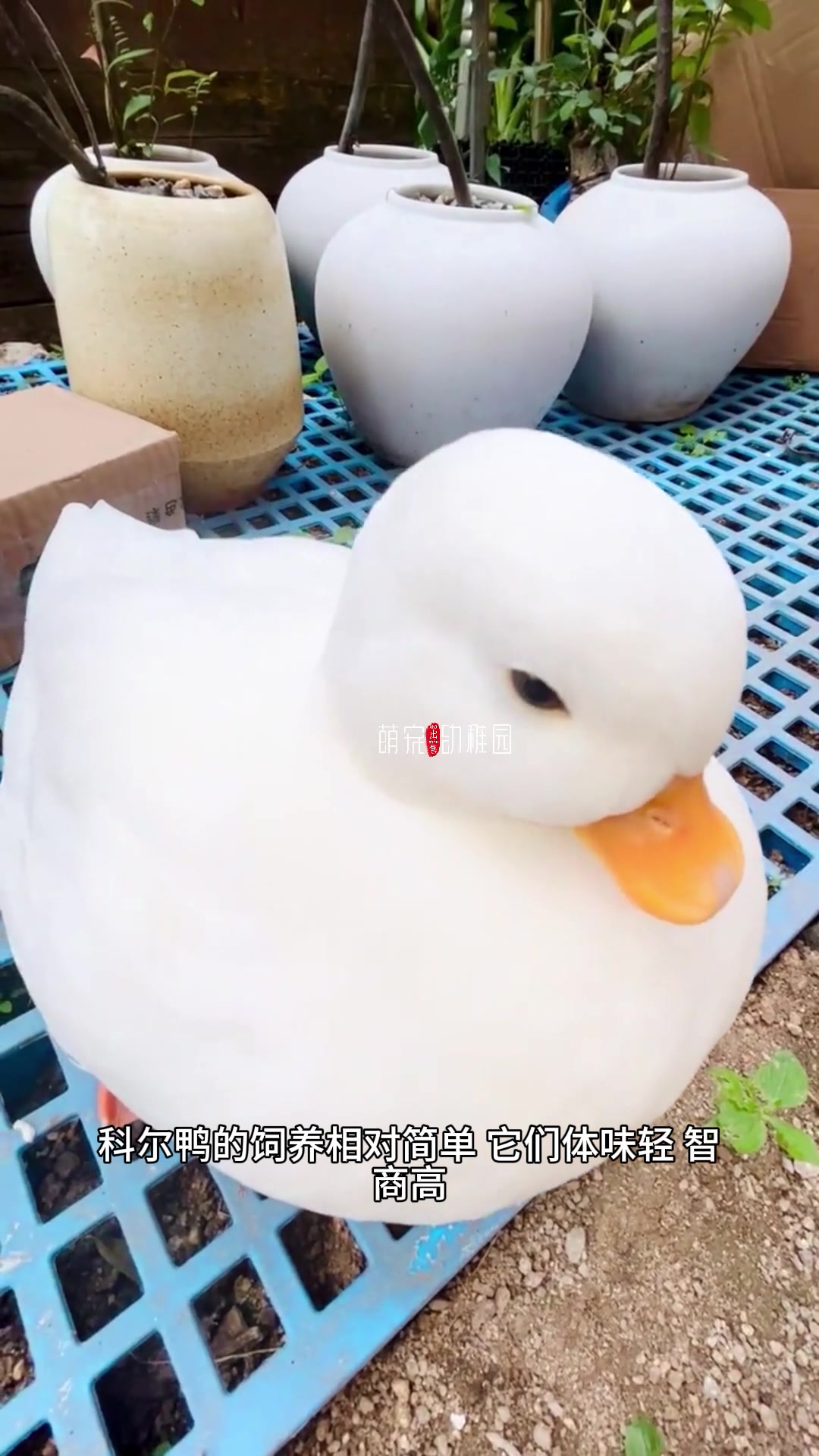 柯尔鸭多少钱一只