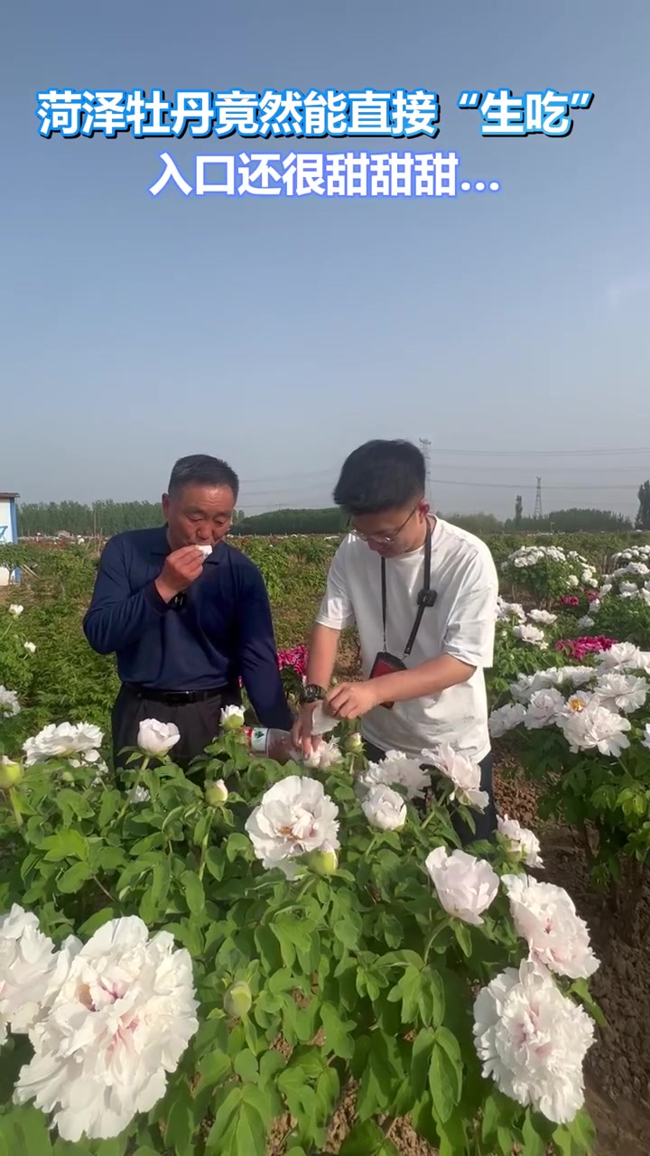 菏泽牡丹竟然能直接“生吃”?入口还很甜甜甜……
