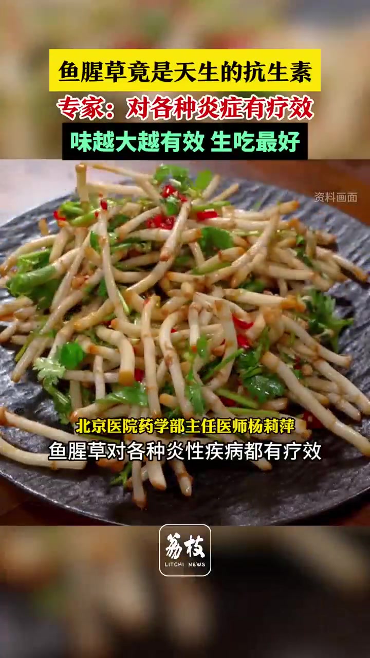 鱼腥草竟是天生的抗生素,专家表示,鱼腥草对各种炎性疾病都有疗效,并且味越大越有效,生吃最好
