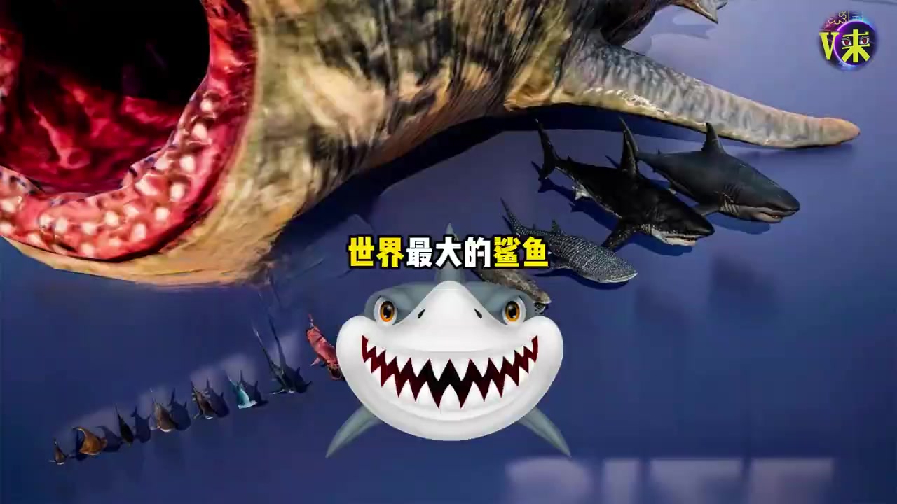 你知道世界最大的鲨鱼有多吓人吗           