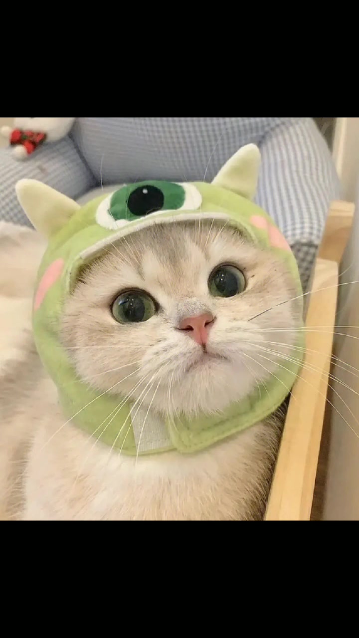 可爱的小猫头像来啦