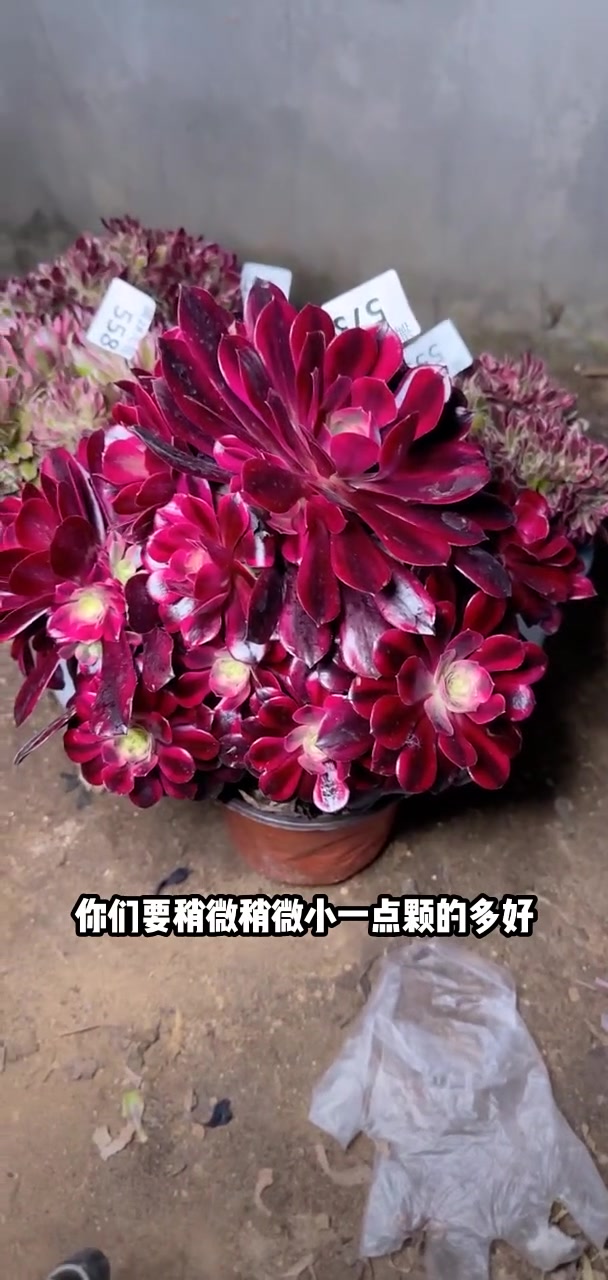 我推荐了 多肉植物莲花掌系列舞天姬大老桩,快来看看!