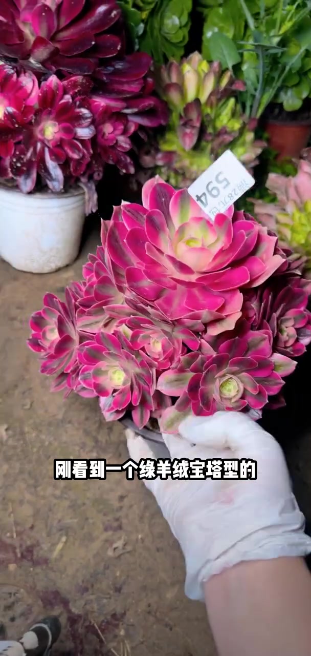 家人们冲啊!买它买它!多肉植物莲花掌系列舞天姬大老桩