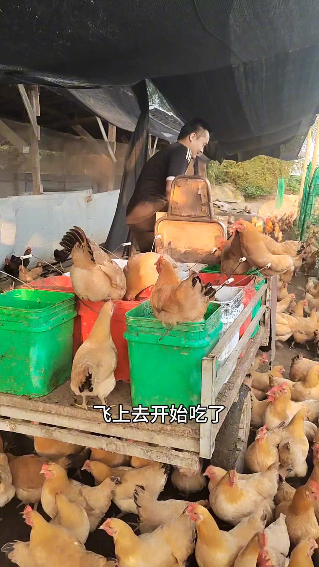 乡村振兴:怀集走地鸡养殖场,这样养出来的鸡绝对够迪势!