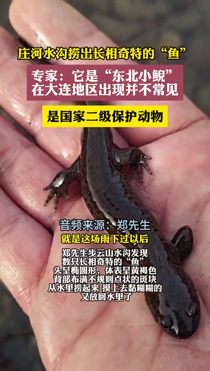庄河步云山水沟捞出长相奇特的“鱼” 专家:它是“东北小鲵” 大连