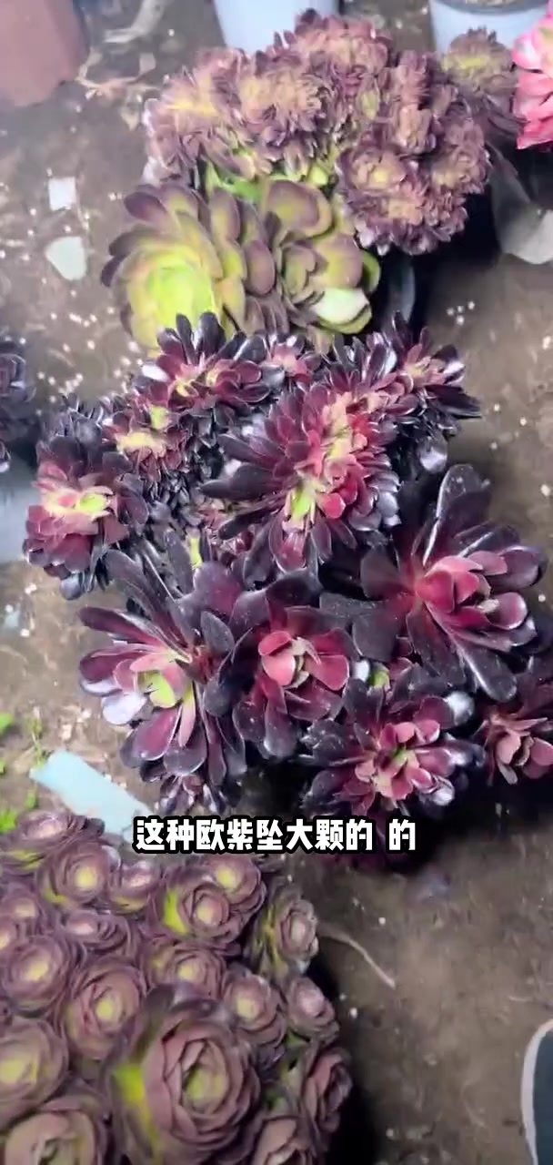 我推荐了 多肉植物莲花掌系列舞天姬大老桩,快来看看!