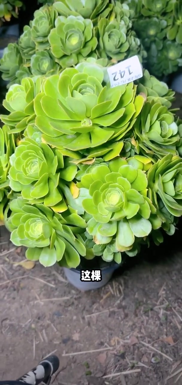 家人们冲啊!买它买它!多肉法师
