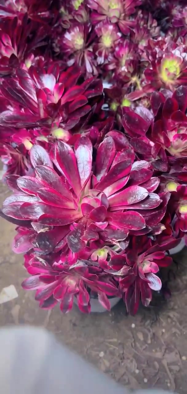 我推荐了 多肉植物莲花掌系列舞天姬大老桩,快来看看!