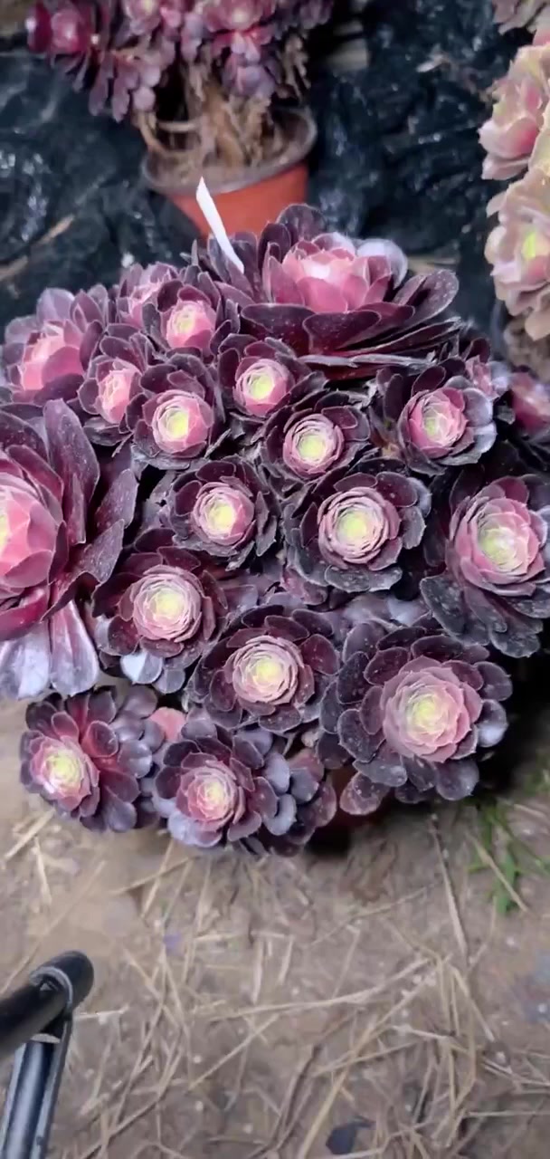 家人们冲啊!买它买它!多肉法师